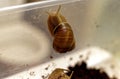 Brown grape snail on the wall of a plastic box Royalty Free Stock Photo