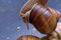 Brown grape snail on the wall of a plastic box Royalty Free Stock Photo