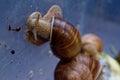 Brown grape snail on the wall of a plastic box Royalty Free Stock Photo