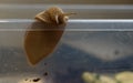 Brown grape snail on the wall of a plastic box Royalty Free Stock Photo