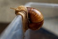 Brown grape snail on the wall of a plastic box Royalty Free Stock Photo