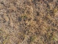 Brown grass dried within extreme dryness. Stalks of dried grass i