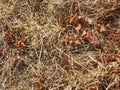 Brown grass dried within extreme dryness. Stalks of dried grass i