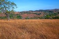 Brown grass field for photo background at mondulkiri