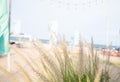 Brown grass flower, beach background and turquoise sea