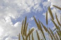 Brown grass flower that can see the blue sky with many clouds Royalty Free Stock Photo