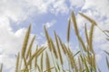 Brown grass flower that can see the blue sky with many clouds Royalty Free Stock Photo