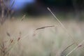 Brown grass flower in dry field background Royalty Free Stock Photo