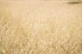 Brown grass flower field background Royalty Free Stock Photo