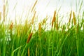 Brown grass flower with green leaves. Grass flower field with morning sunlight. Typha angustifolia field. Cattails on blurred