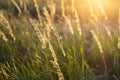 Brown grass flowers and Sun, brown grass flower field with nature brown background Royalty Free Stock Photo