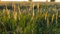 Brown grass flowers and Sun, brown grass flower field with nature brown background Royalty Free Stock Photo