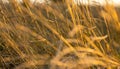 Brown grass flowers and Sun, brown grass flower field with nature brown background Royalty Free Stock Photo