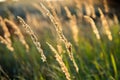 Brown grass flowers and Sun, brown grass flower field with nature brown background Royalty Free Stock Photo