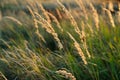 Brown grass flowers and Sun, brown grass flower field with nature brown background Royalty Free Stock Photo