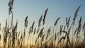 Brown grass flowers and Sun, brown grass flower field with nature brown background Royalty Free Stock Photo