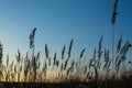 Brown grass flowers and Sun, brown grass flower field with nature brown background Royalty Free Stock Photo