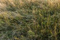 Brown grass flowers and Sun, brown grass flower field with nature brown background Royalty Free Stock Photo