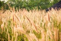 Brown grass in the garden