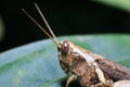 Brown grass hopper