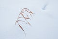 Grass poking through the snow in mid winter