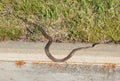 Brown grass snake, Spain Royalty Free Stock Photo