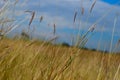 Brown grasses background by blue cloudy sky Royalty Free Stock Photo