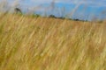 Brown grasses background by blue cloudy sky Royalty Free Stock Photo