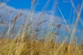 Brown grasses background by blue cloudy sky Royalty Free Stock Photo