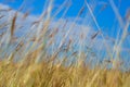 Brown grasses background by blue sky Royalty Free Stock Photo