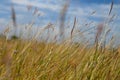 Brown grasses background by blue sky Royalty Free Stock Photo