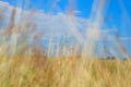 Brown grasses background by blue sky Royalty Free Stock Photo