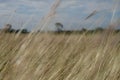 Brown grasses background by blue sky Royalty Free Stock Photo