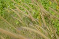 Brown grasses background by green leaves Royalty Free Stock Photo