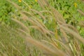 Brown grasses background by green leaves Royalty Free Stock Photo
