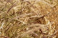 Brown grasses blowing in wind nature background Royalty Free Stock Photo