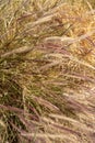 Brown grasses blowing in wind nature background Royalty Free Stock Photo