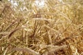 Brown grasses blowing in wind nature background Royalty Free Stock Photo