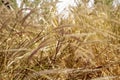 Brown grasses blowing in wind nature background Royalty Free Stock Photo