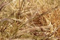 Brown grasses blowing in wind nature background Royalty Free Stock Photo