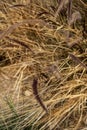 Brown grasses blowing in wind nature background Royalty Free Stock Photo