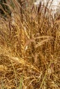 Brown grasses blowing in wind nature background Royalty Free Stock Photo