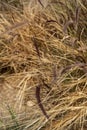 Brown grasses blowing in wind nature background Royalty Free Stock Photo