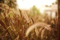 Brown grasses with blur background in the sunlight Royalty Free Stock Photo