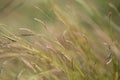 Brown grasses field with sunshine Royalty Free Stock Photo