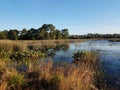 Brown grasses and green plants and lake or pond in Florida Royalty Free Stock Photo