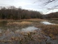 Brown grasses and trees in water in winter Royalty Free Stock Photo