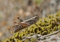 Brown grasshoper stands over a moss