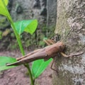 Brown grasshoper on the tree