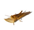 Brown grasshopper